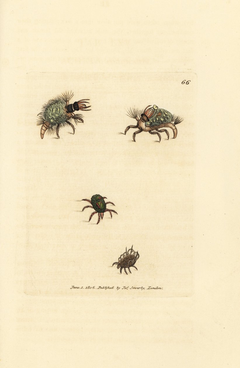 Hemerobius'un (bağcıklı) larvası likenle kaplı, akar, Acarus amictus ve küçük sepet akarı, Acarus corbicula. The British Miscellany'den James Sowerby'nin el boyaması bakır levha gravürü veya yeni, nadir veya az bilinen anilerin renkli figürleri by James Sowerby