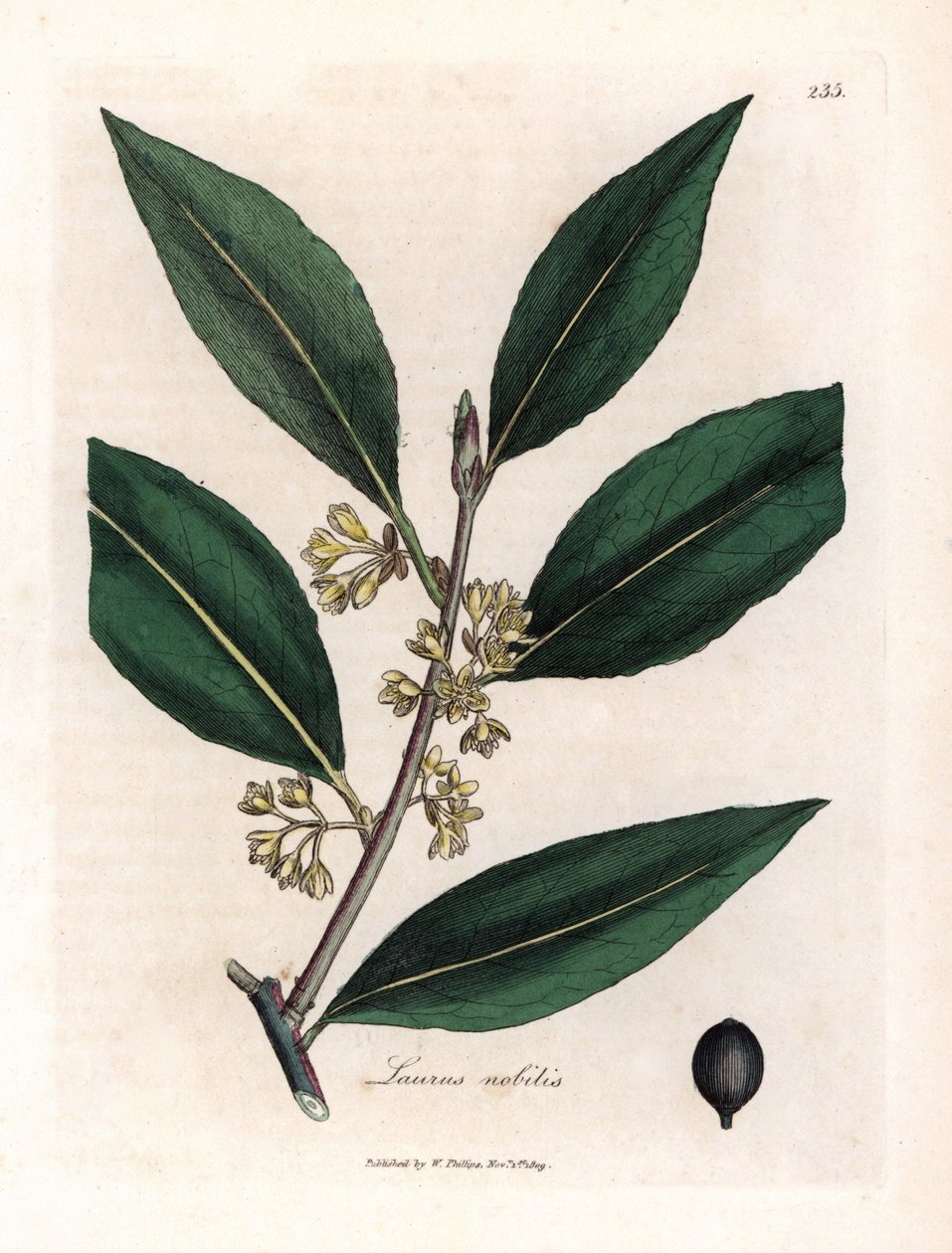 Laurie sosu. Botanique Medicinale'de James Sowerby'nin (1757-1822) bir çiziminden elde boyanmış bakır gravür by James Sowerby