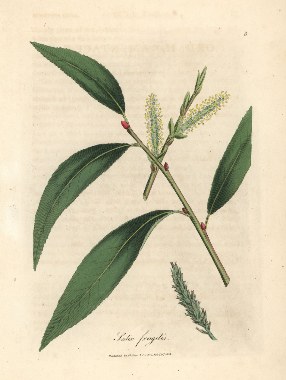 Çatlak söğüt ağacının yaprakları ve kedicikleri, Salix fragilis by James Sowerby
