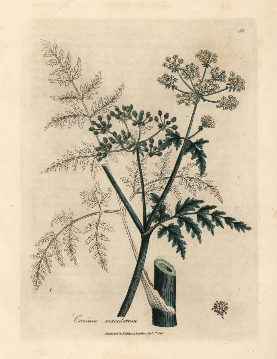 Baldıran otu yaprakları ve çiçekleri, Conium maculatum by James Sowerby