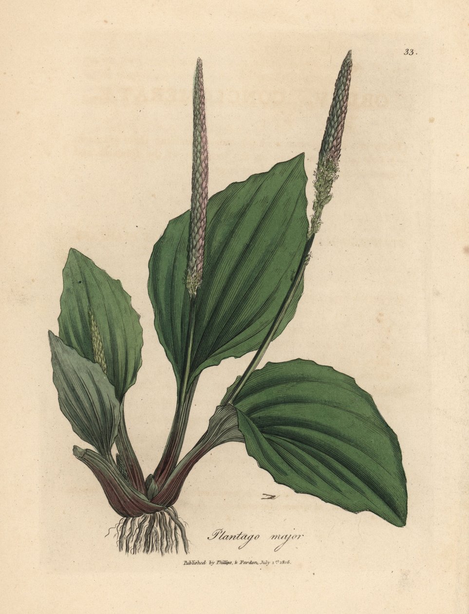 Plantane, Plantago major'un yaprakları ve çiçekleri by James Sowerby