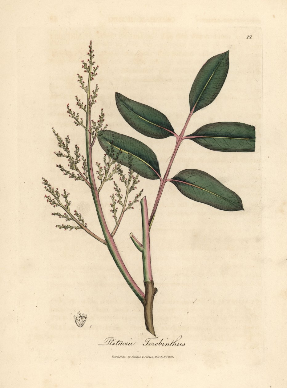 Chian ağacının veya Kıbrıs terebentin ağacının yaprakları ve çiçekleri, Pistacia terebinthus by James Sowerby
