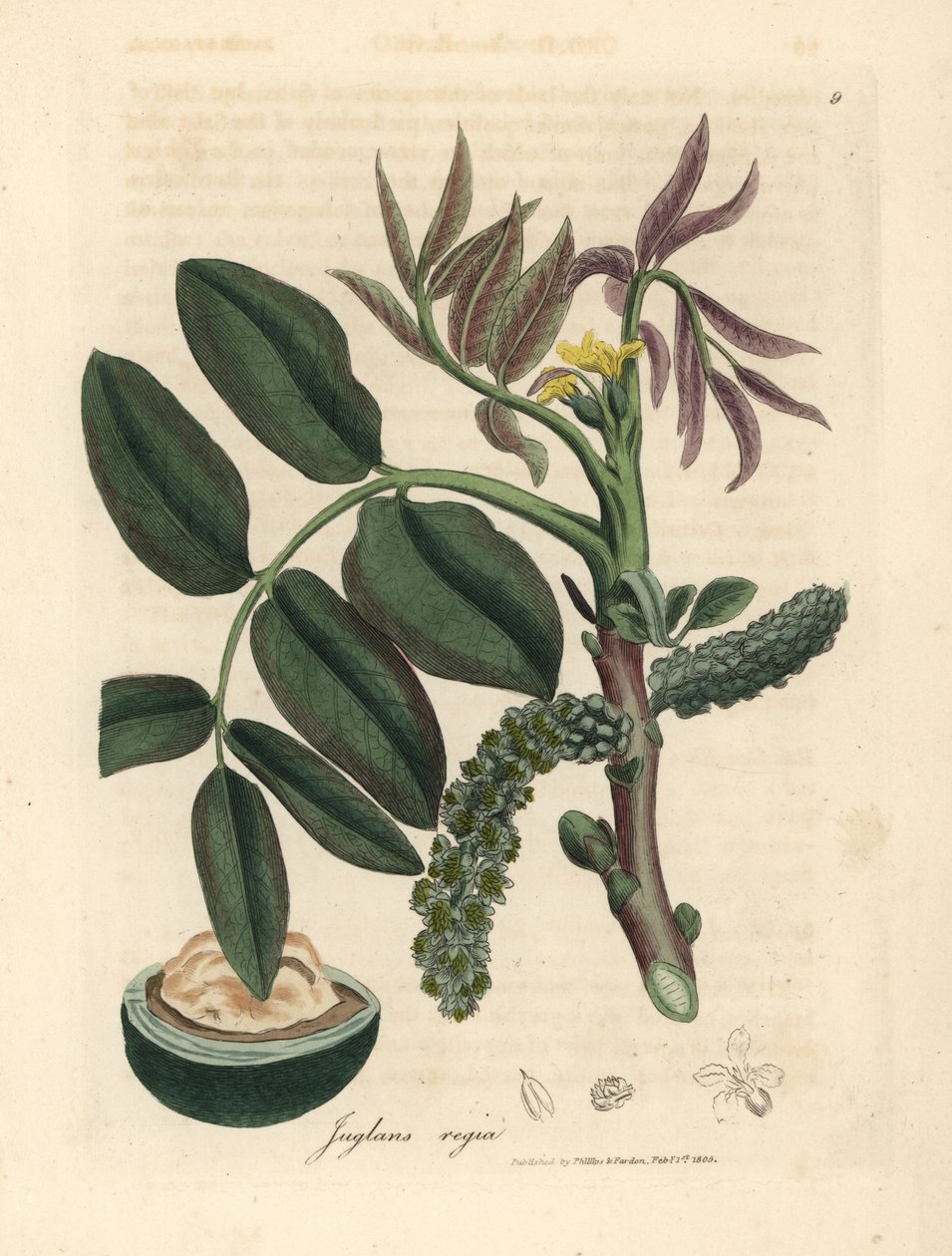 Ortak ceviz ağacının yaprakları, sarı çiçeği ve yemişi, Juglans regia by James Sowerby