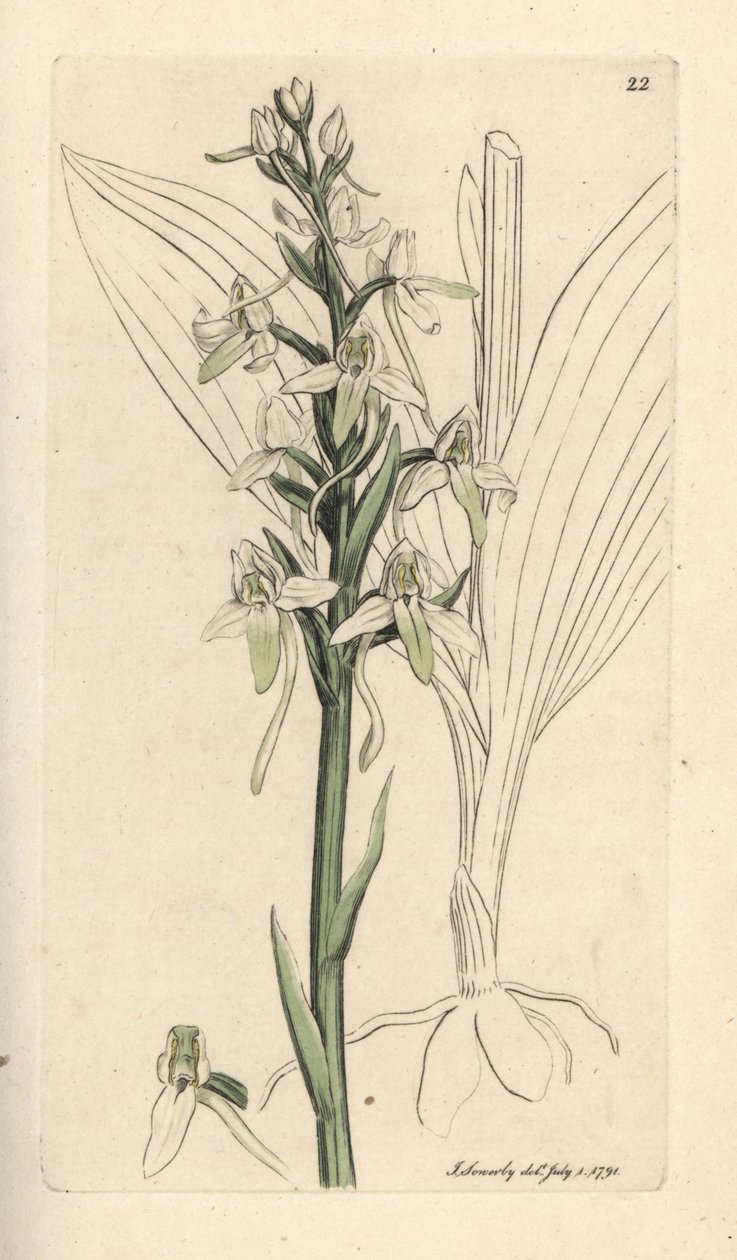 Küçük kelebek orkide, Platanthera bifolia (Orchis bifolia). James Smith's English Botany, Londra'dan James Sowerby tarafından yapılan bir illüstrasyondan sonra elle boyanmış bakır levha gravürü by James Sowerby