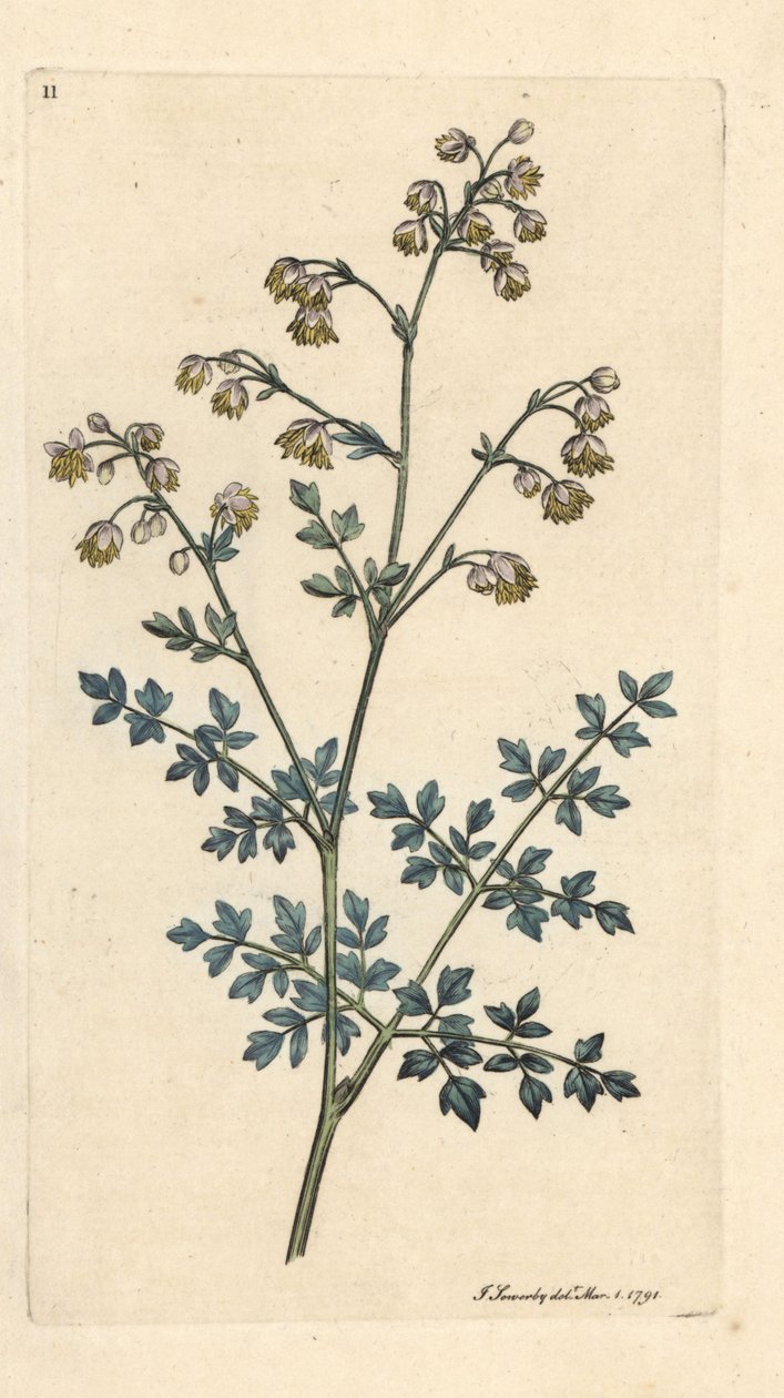 Küçük çayır caddesi, Thalictrum eksi. James Smith's English Botany, Londra'dan James Sowerby tarafından yapılan bir illüstrasyondan sonra elle boyanmış bakır levha gravürü by James Sowerby