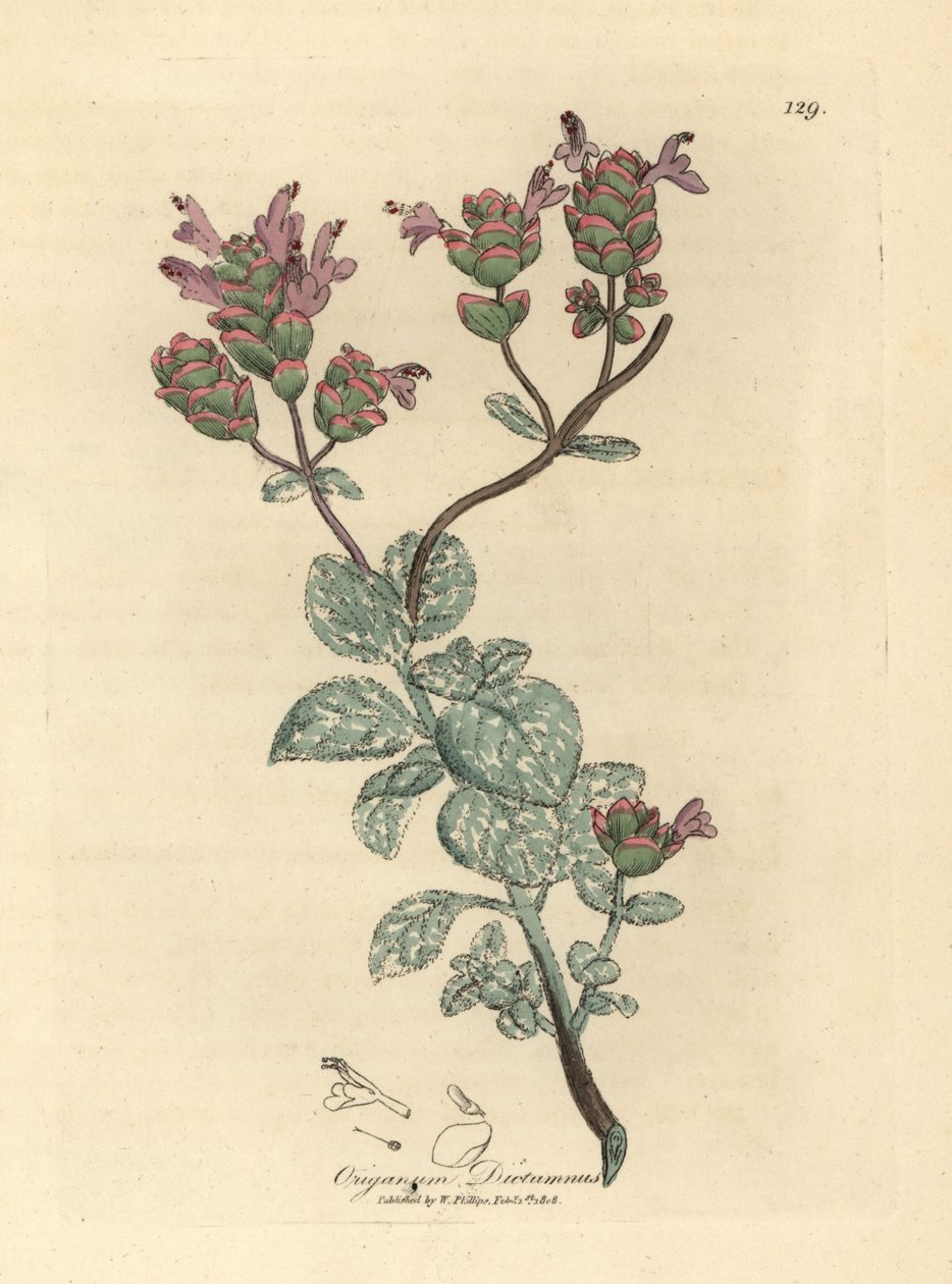 Girit'in leylak çiçekli dittany'si, Origanum dictamnus by James Sowerby