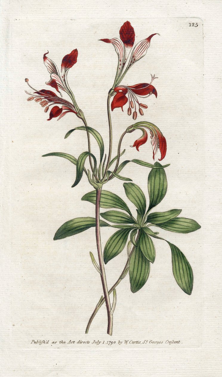 Lily of the Incas veya Perou Lys - James Sowerby'nin (1757-1822) Litografisi, William Curtis'in (1746-1799) Botanical Magazine'den levhası by James Sowerby