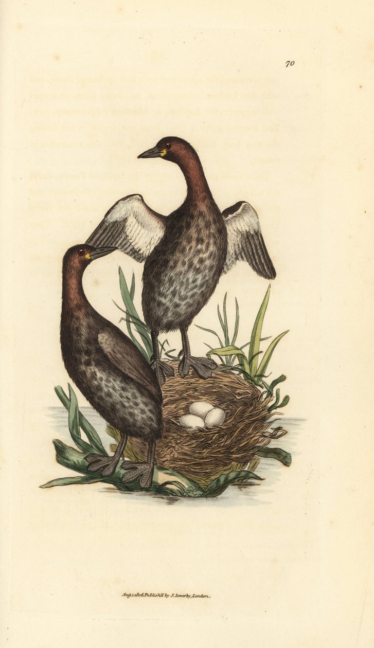 Küçük batağan, Tachybaptus ruficollis (Küçük kara çeneli batağan, Colymbus hebridicus?). Üç yumurta ile yuvada çift. The British Miscellany'den James Sowerby tarafından elle boyanmış bakır levha gravürü veya yeni, nadir veya az bilinen hayvanın renkli  by James Sowerby