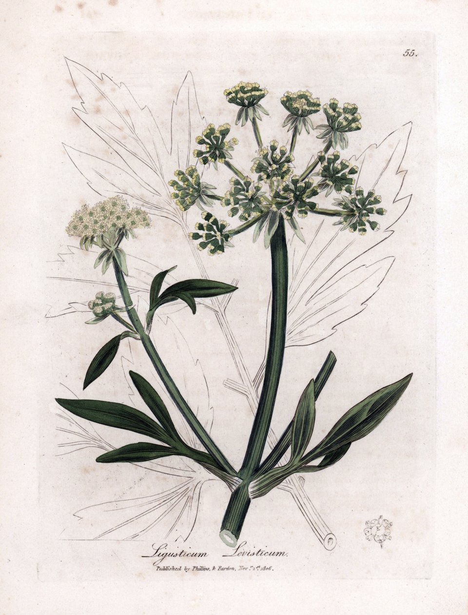 Liveche (Ligustium levistium) veya dağ ağrısı. James Sowerby'nin bir illüstrasyonundan elde boyanmış bakır gravür. William Woodville ve Sir William Jackson Hooker'ın “” Botanique medicale”” 1832 kitabından alıntı. Yorulmak bilmeyen Sowerby (1757-18 by James Sowerby