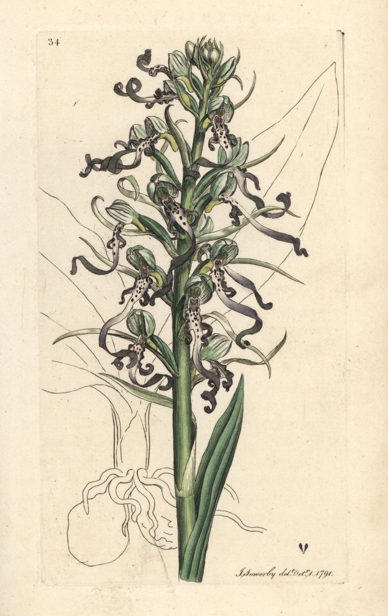 Kertenkele orkidesi, Himantoglossum hircinum (Kertenkele satyrion veya ochis, Satyrium hircinum). James Smith's English Botany, Londra'dan James Sowerby tarafından yapılan bir illüstrasyondan sonra elle boyanmış bakır levha gravürü by James Sowerby
