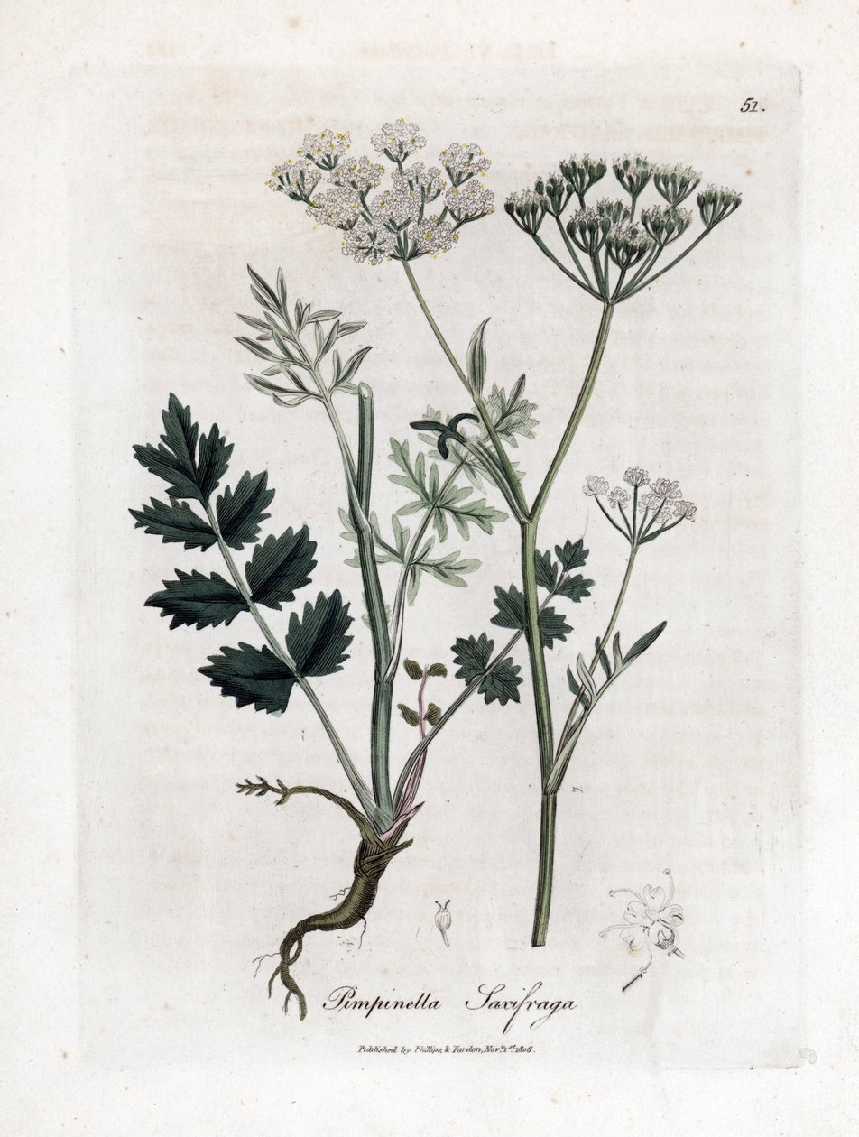 Yer saksafon - Burnet saksafon, Pimpinella saxifraga. William Woodville'den James Sowerby ve Sir William Jackson Hooker'ın "" Medical Botany"," John Bohn, Londra'dan yaptığı bir botanik illüstrasyondan elle boyanmış bakır le by James Sowerby