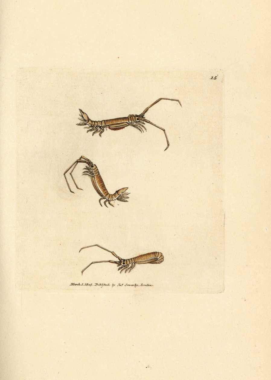 Uzun boynuzlu izopod, Astacilla longicornis (Oniscus longicornis). The British Miscellany'den James Sowerby tarafından elle boyanmış bakır levha gravürü veya yeni, nadir veya az bilinen hayvan konularının renkli figürleri. by James Sowerby