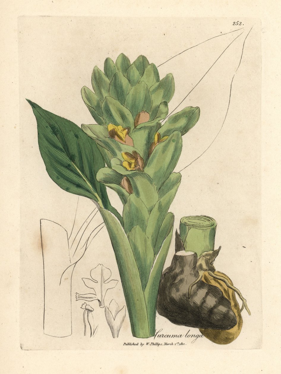 Uzun köklü zerdeçal, Curcuma longa by James Sowerby