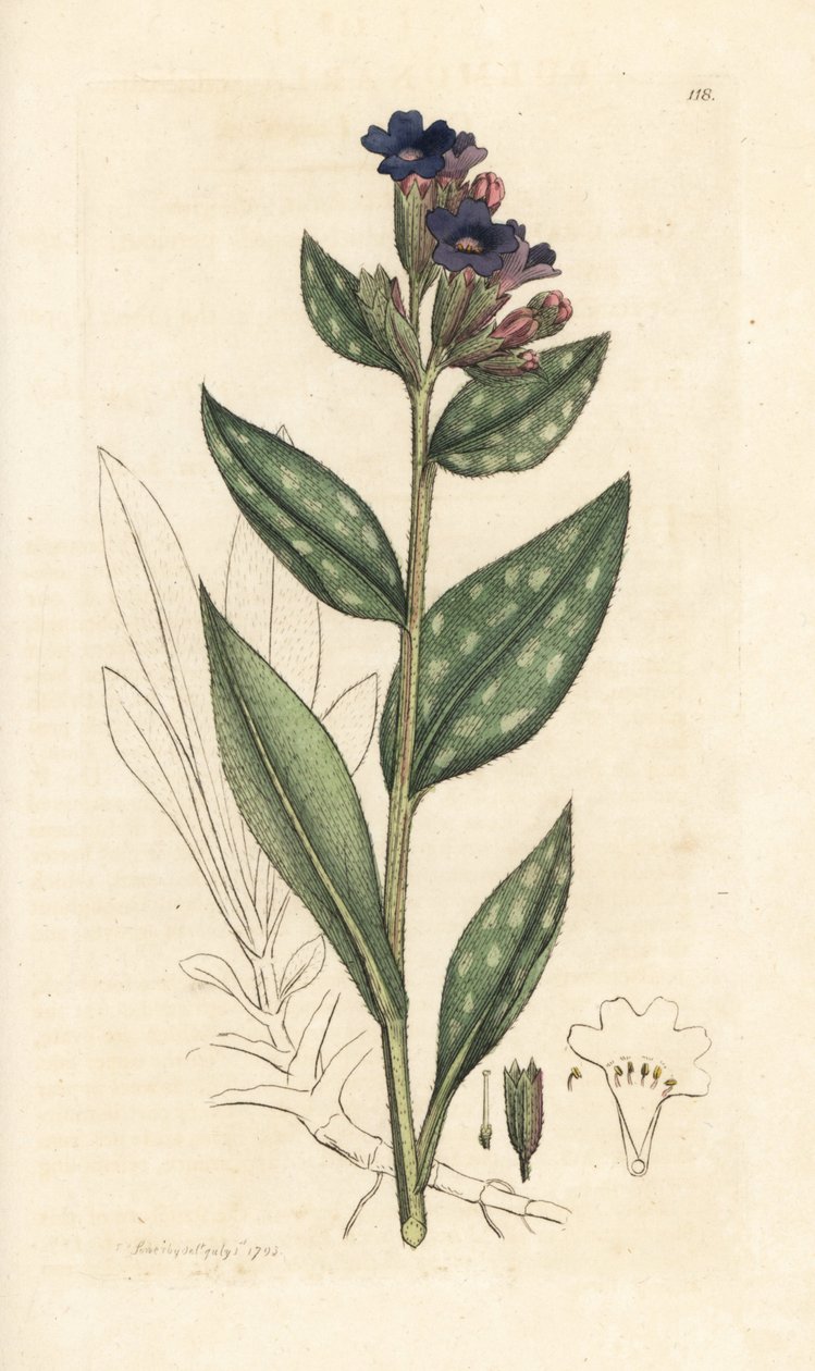 Lungwort, Pulmonaria officinalis (pulmoner) James Smith's English Botany, Londra'dan James Sowerby tarafından yapılan bir illüstrasyondan sonra elle boyanmış bakır levha gravürü by James Sowerby