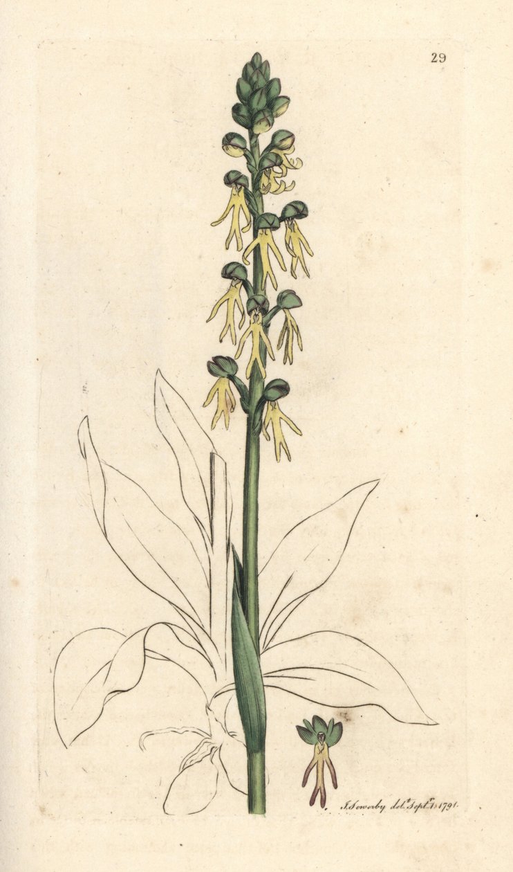 Erkek orkide, Orchis antropophora (Yeşil adam orkide, Ophrys antropophora). James Smith's English Botany, Londra'dan James Sowerby tarafından yapılan bir illüstrasyondan sonra elle boyanmış bakır levha gravürü by James Sowerby