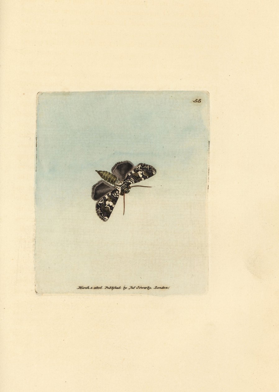 Mermer taç güvesi, Hadena confusa (Phalaena x-scriptum). The British Miscellany'den James Sowerby tarafından elle boyanmış bakır levha gravürü veya yeni, nadir veya az bilinen hayvan konularının renkli figürleri. by James Sowerby