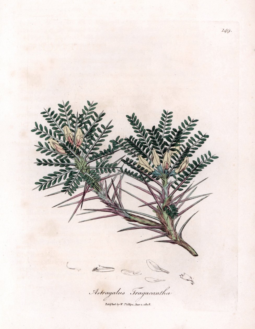 Marsilya Astragalus veya anne yastığı - Keçi dikenli süt fiğ, Astragalus tragacantha. William Woodville'den James Sowerby ve Sir William Jackson Hooker'ın "" Medical Botany"," John adlı eserinden bir botanik illüstrasyondan elde by James Sowerby