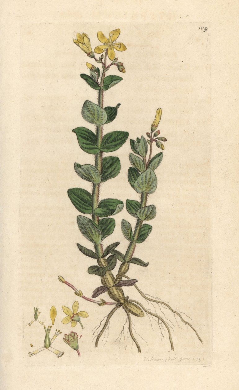 Marsh St. John's wort, Hypericum elodes (St. John's Wort) James Smith's English Botany, Londra'dan James Sowerby tarafından yapılmış bir illüstrasyondan sonra elle boyanmış bakır levha gravürü by James Sowerby