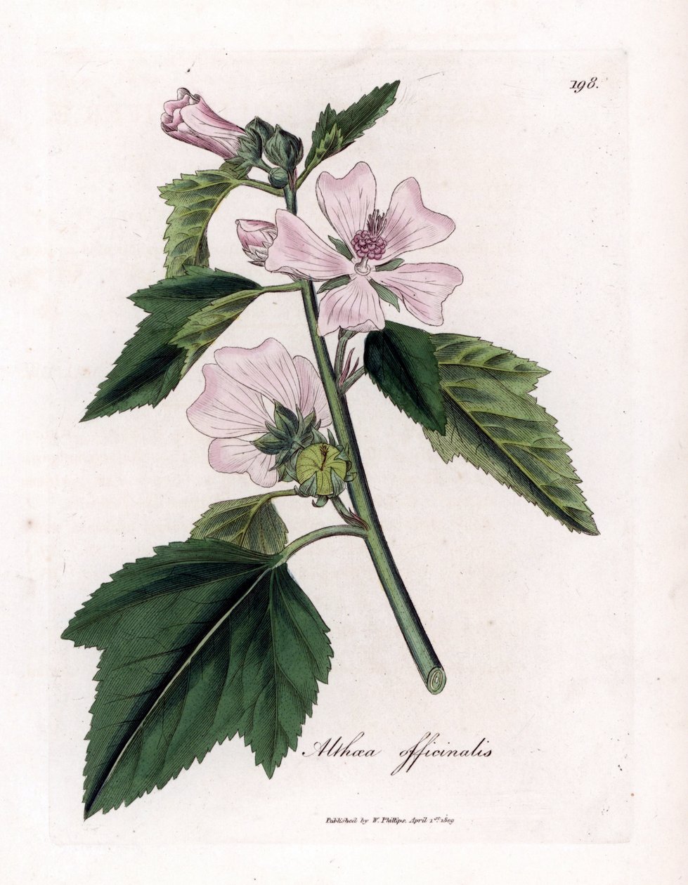 Hatmi officinale veya vahşi veya beyaz mor hatmi, Althaea officinalis. William Woodville'den James Sowerby ve Sir William Jackson Hooker'ın "" Medical Botany"," John Bohn, Londo'dan yaptığı bir botanik illüstrasyondan elde b by James Sowerby