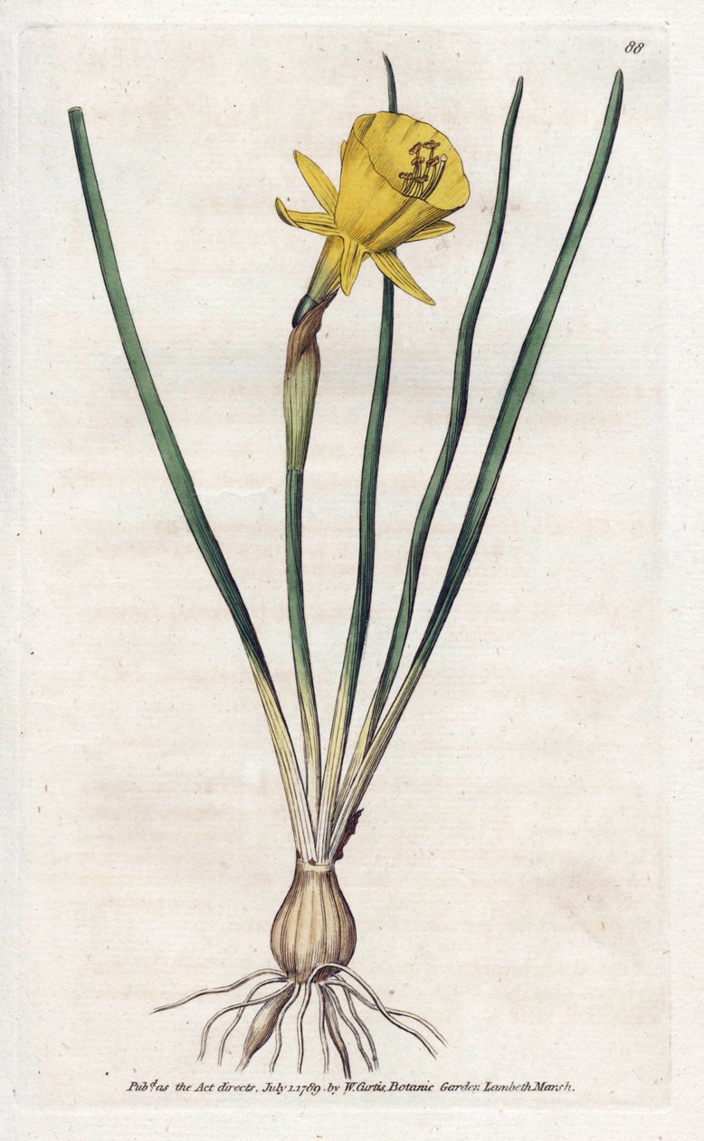 Medusa Trompet - William Curtis'in Botanik Dergisi'nden (1746-1799) James Sowerby (1757-1822) tarafından litografi by James Sowerby