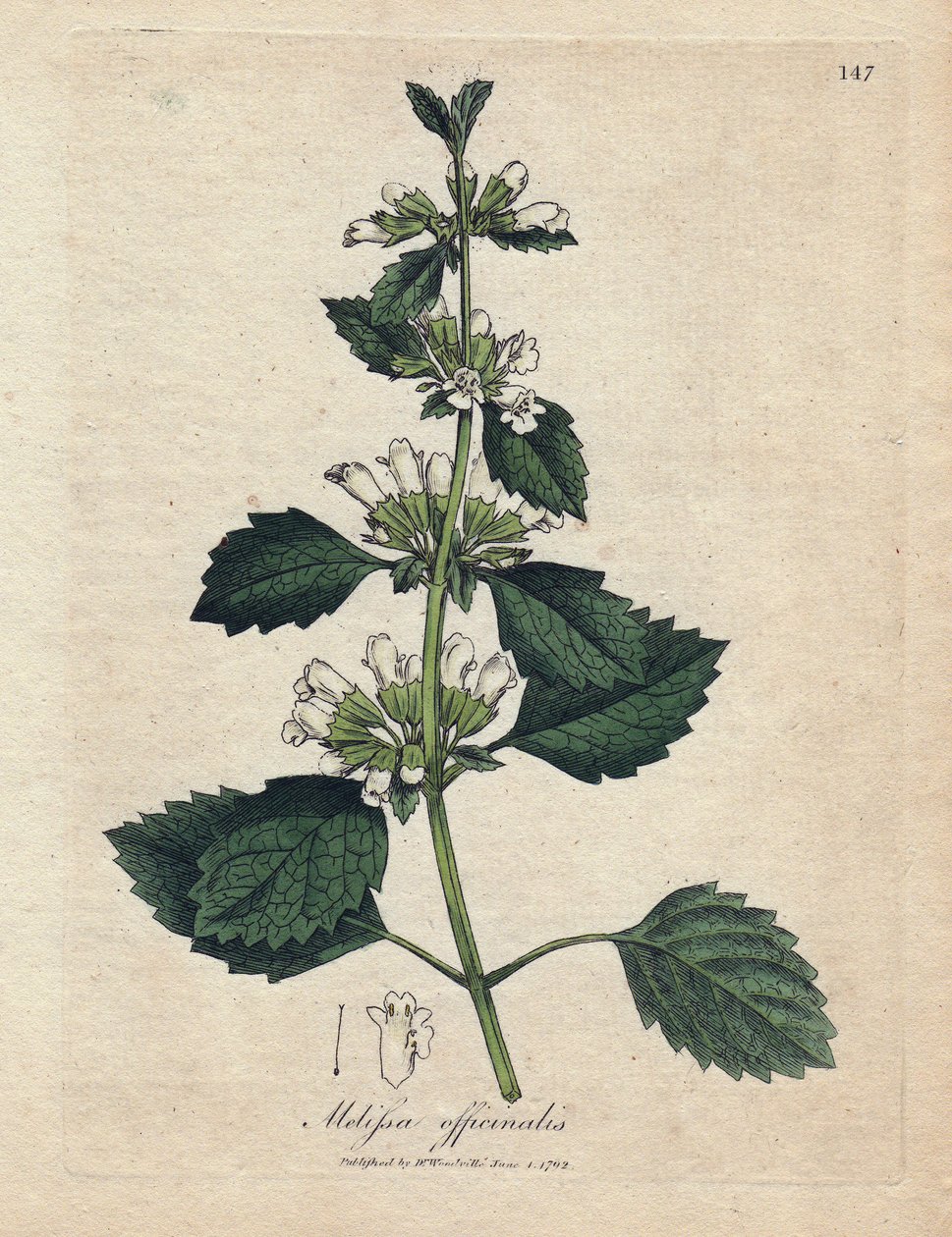 Melisse officinale (Melissa officinalis). James Sowerby'nin bir illüstrasyonundan elde boyanmış bakır gravür. William Woodville ve Sir William Jackson Hooker'ın “” Botanique Medicale”” 1832 kitabından alıntı. Yorulmak bilmez Sowerby (1757-1822) çiz by James Sowerby