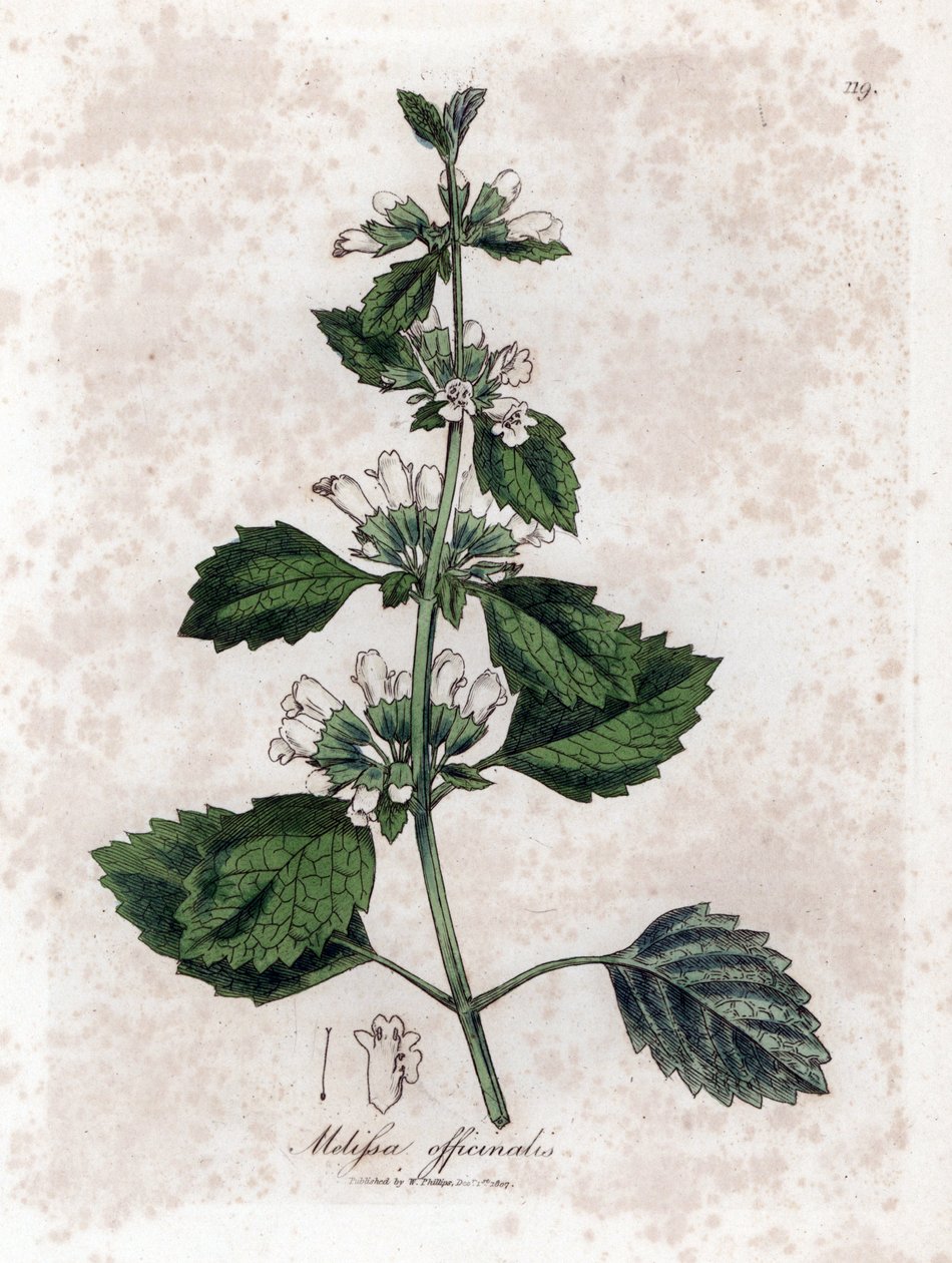 Melisse officinale veya melisse limon otu - Ortak melisa, Melissa officinalis. William Woodville'den James Sowerby ve Sir William Jackson Hooker'ın "" Medical Botany"," John Bohn, Londra'dan yaptığı bir botanik illüstrasyond by James Sowerby