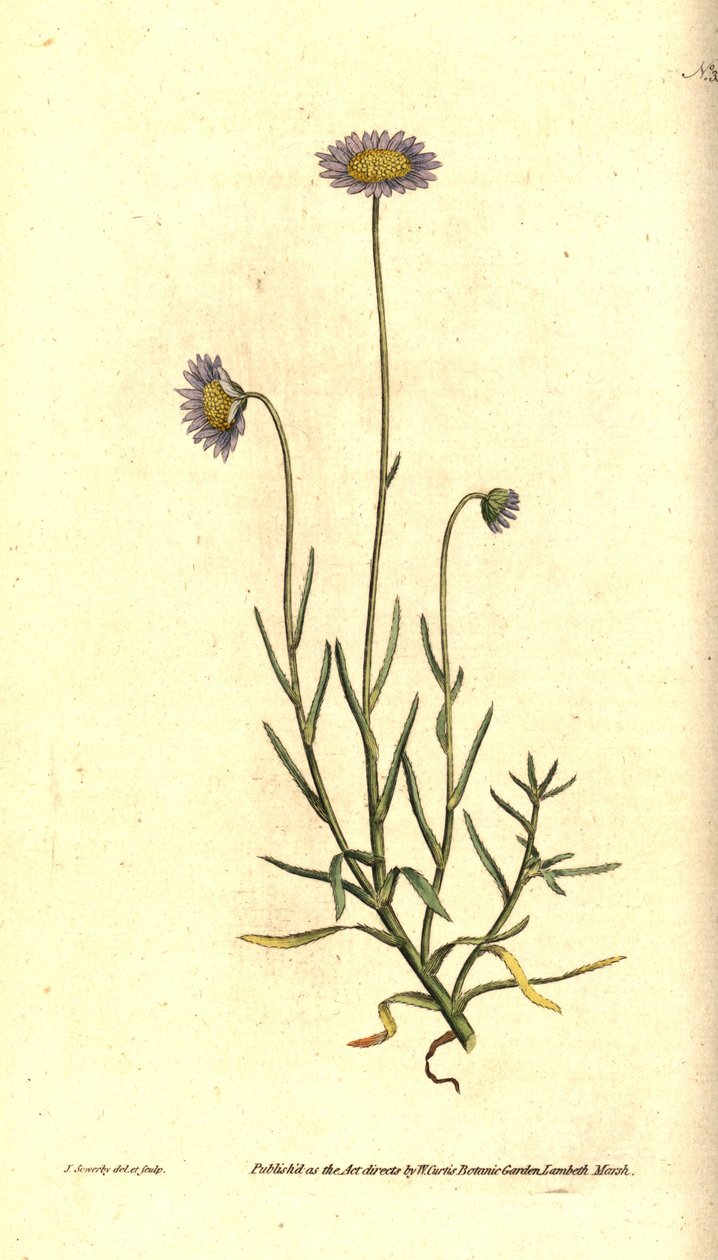 Mignonette Aster - Felicia tenella (Brisly yapraklı aster, Aster tenellus). William Curtis'in The Botanical Magazine'den James Sowerby'nin el boyaması bakır levha gravürü ve botanik çizimi, Lambeth Marsh, Londra by James Sowerby
