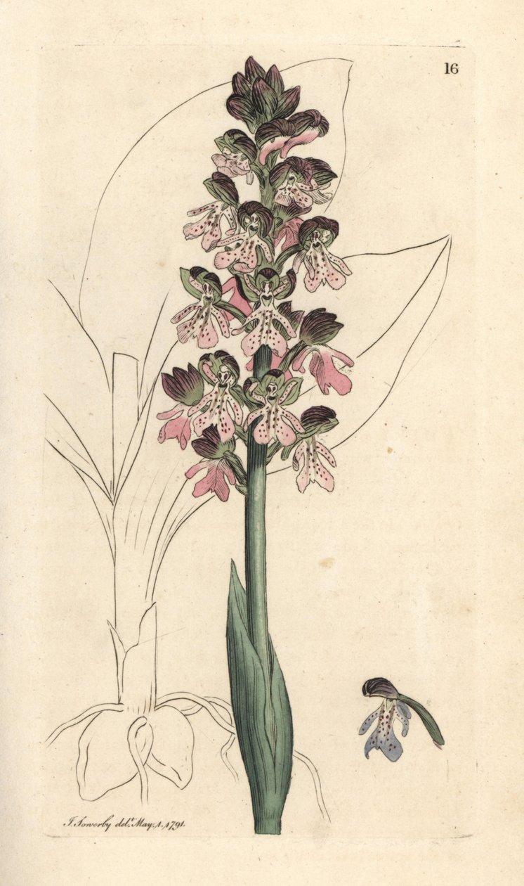 Askeri orkideler, Orchis militaris (Orchis savaşçısı) James Sowerby'nin James Smith's English Botany, Londra'dan yaptığı bir illüstrasyondan sonra elle boyanmış bakır levha gravürü by James Sowerby
