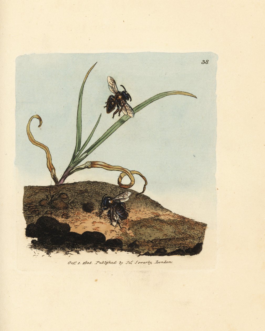 Maden arısı, Andrena nigroaenea (Melitta nigro-aenea). The British Miscellany'den James Sowerby'nin El Boyalı Bakır Levha Gravürü veya Yeni, Nadir veya Az Bilinen Hayvan Konularının Renkli Figürleri. by James Sowerby