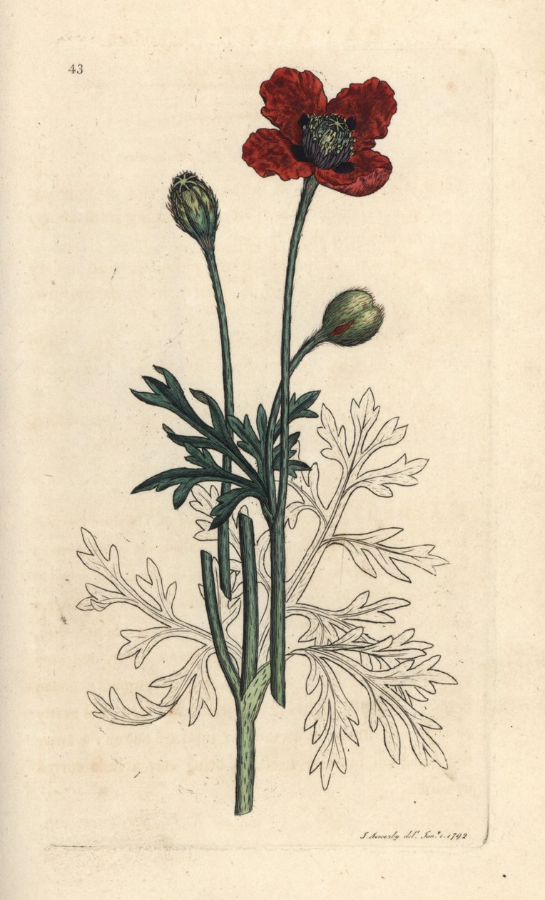 Melez haşhaş veya yuvarlak dikenli haşhaş, Papaver hybridum. James Smith's English Botany, Londra'dan James Sowerby tarafından yapılan bir illüstrasyondan sonra elle boyanmış bakır levha gravürü by James Sowerby