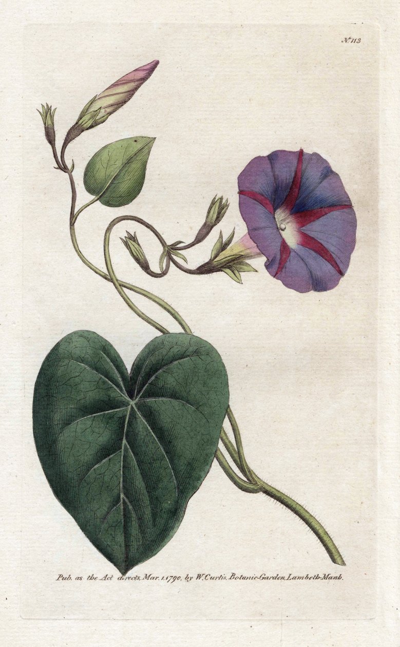 Morning Glory veya Ipomee - William Curtis'in Botanical Magazine'den (1746-1799) James Sowerby (1757-1822) tarafından yazılan Litografi by James Sowerby