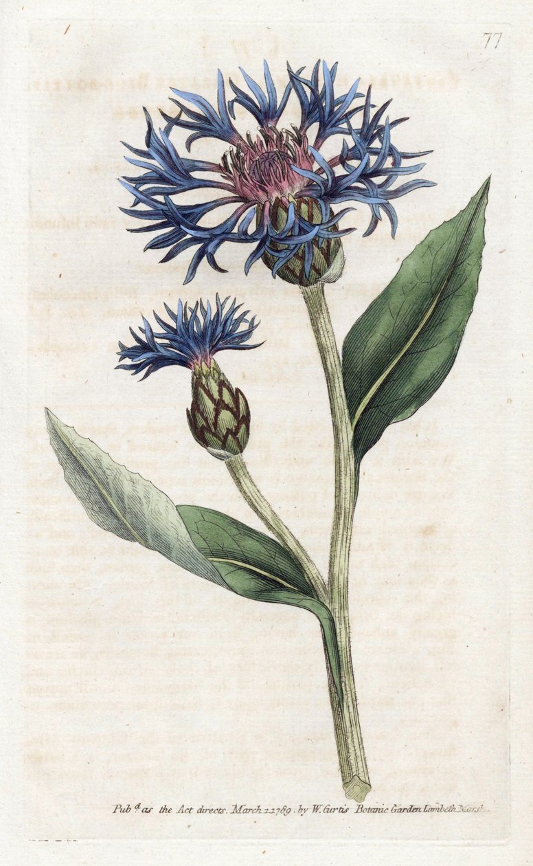 Mountain Centauree veya Perennial Blueberry - William Curtis'in Botanical Magazine'den (1746-1799) James Sowerby (1757-1822) tarafından yapılan Litografi by James Sowerby