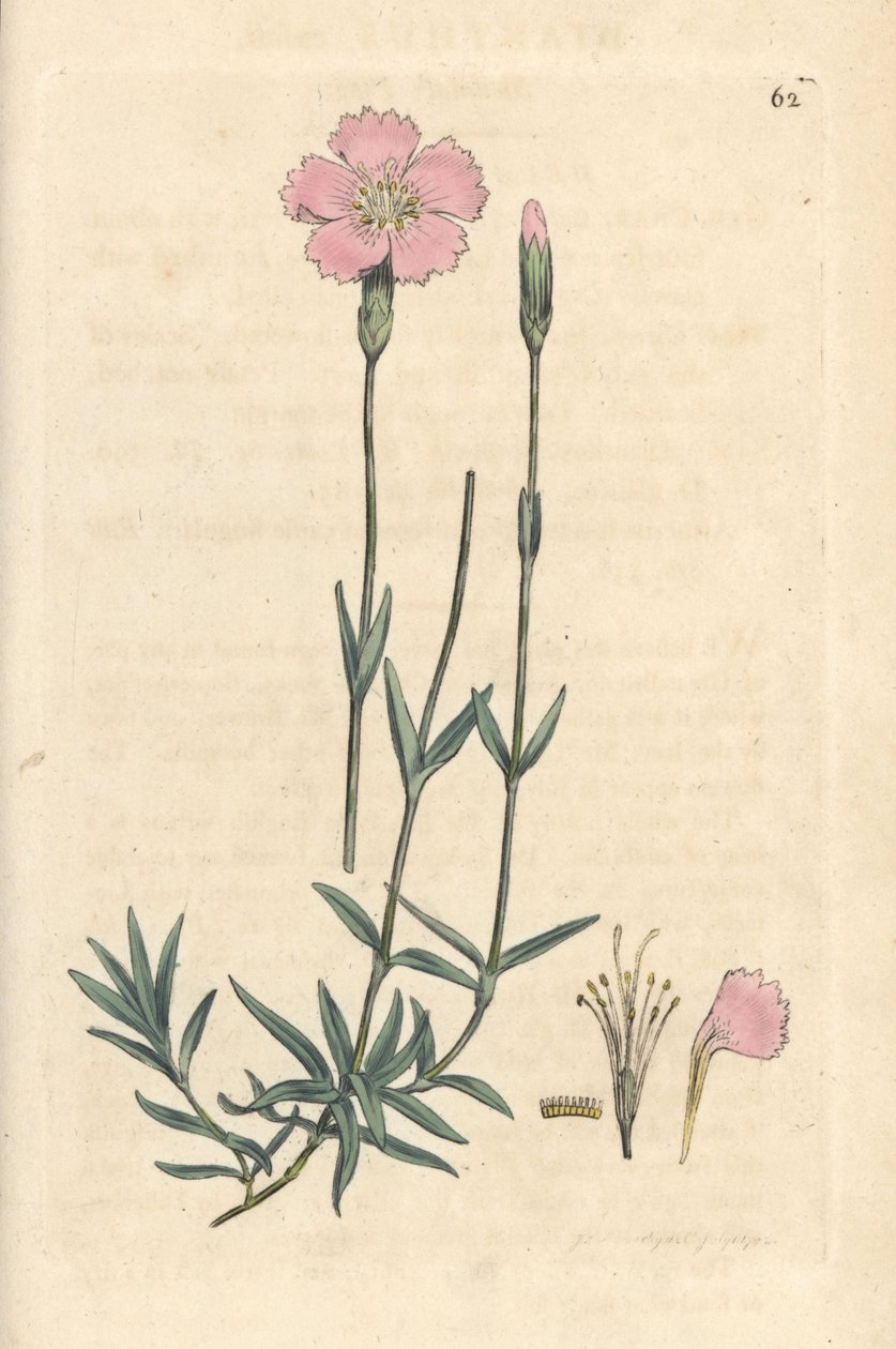 Dağ pembesi, Dianthus caesius. James Smith's English Botany, Londra'dan James Sowerby tarafından yapılan bir illüstrasyondan sonra elle boyanmış bakır levha gravürü by James Sowerby