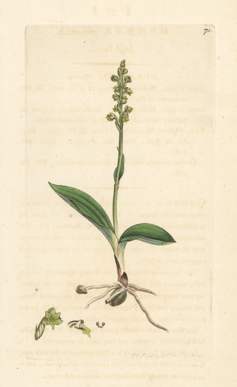 Misk orkidesi, Herminium monorchis (Mis orkidesi, Ophrys monorchis). James Smith's English Botany, Londra'dan James Sowerby tarafından yapılan bir illüstrasyondan sonra elle boyanmış bakır levha gravürü by James Sowerby