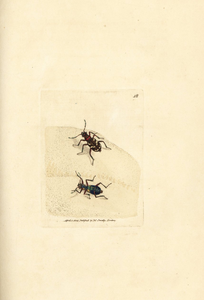Kuzey kumul kaplan böceği, Cicindela hybrida. The British Miscellany'den James Sowerby tarafından elle boyanmış bakır levha gravürü veya yeni, nadir veya az bilinen hayvan konularının renkli figürleri. by James Sowerby