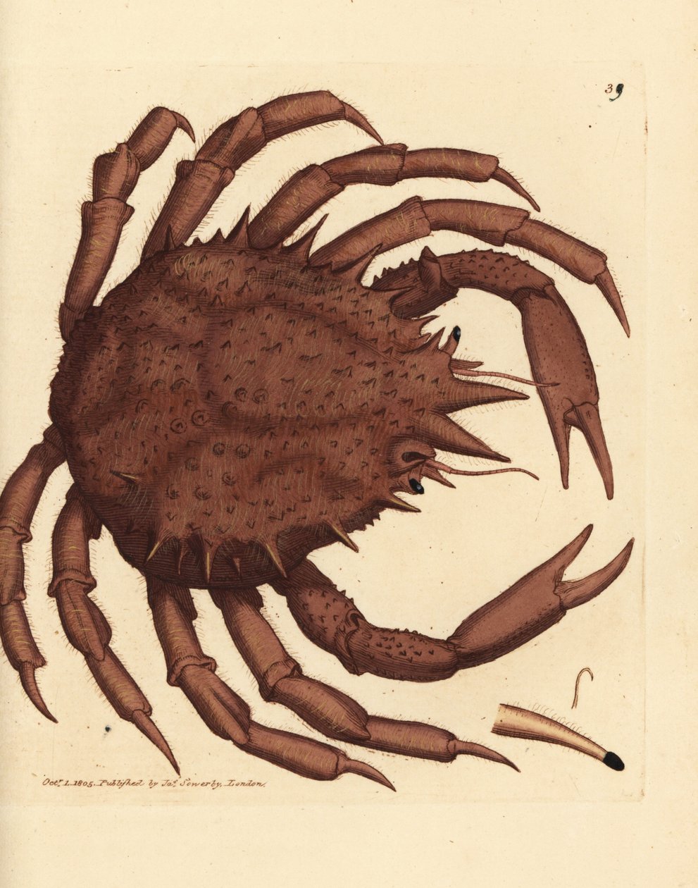 Norveç kral yengeci veya kuzey taş yengeci, Lithodes maja. The British Miscellany'den James Sowerby tarafından elle boyanmış bakır levha gravürü veya yeni, nadir veya az bilinen hayvan konularının renkli figürleri. by James Sowerby
