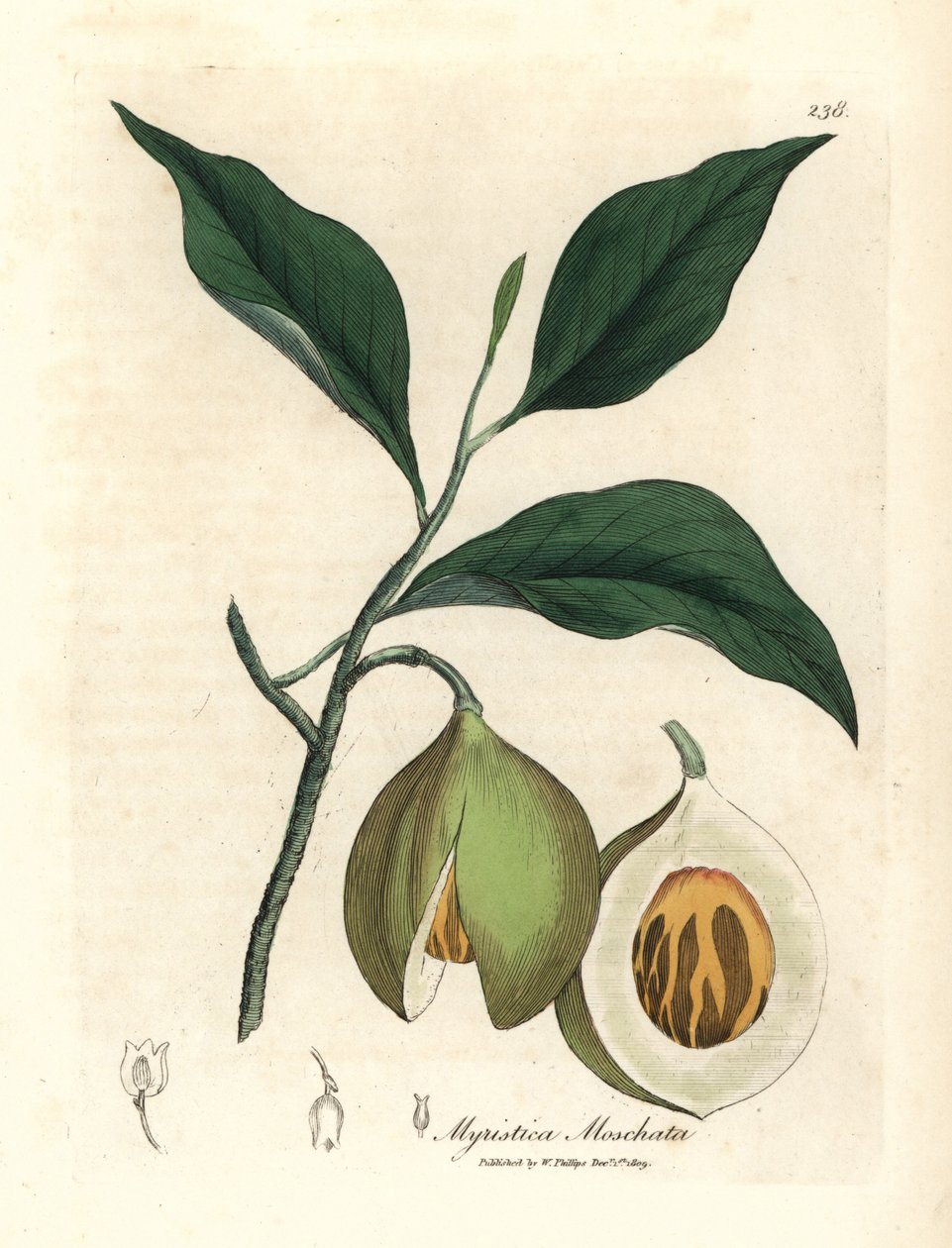 Muskat ve gürz ağacı, Myristica moschata, Myristica fragrans by James Sowerby