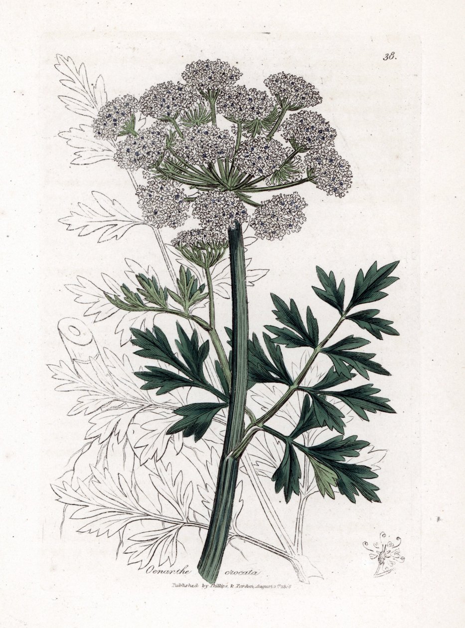 Oenanthe safranee - Hemlock su damlası, Oenanthe crocata. William Woodville'den James Sowerby ve Sir William Jackson Hooker'ın "" Medical Botany"," John Bohn, Londra'dan yaptığı bir botanik illüstrasyondan elle boyanmış bakı by James Sowerby