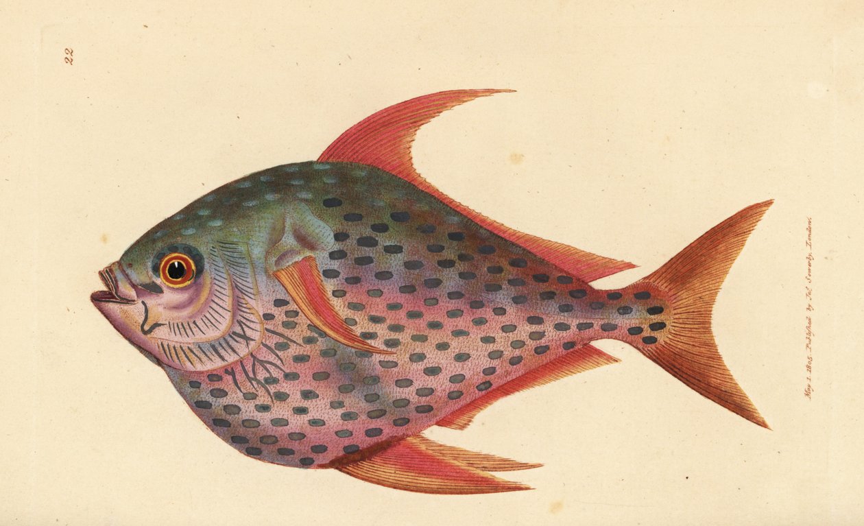 Opah, Lampris guttatus (Zeus opah). The British Miscellany'den James Sowerby tarafından elle boyanmış bakır levha gravürü veya yeni, nadir veya az bilinen hayvan konularının renkli figürleri. by James Sowerby
