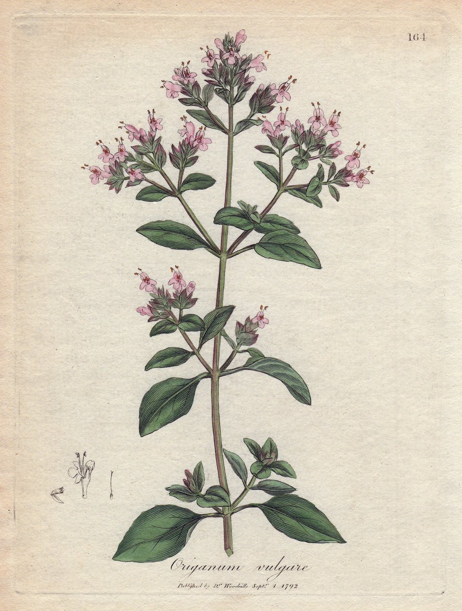 Kekik. Botanique Medicinale'de James Sowerby'nin (1757-1822) bir çiziminden elde boyanmış bakır gravür by James Sowerby