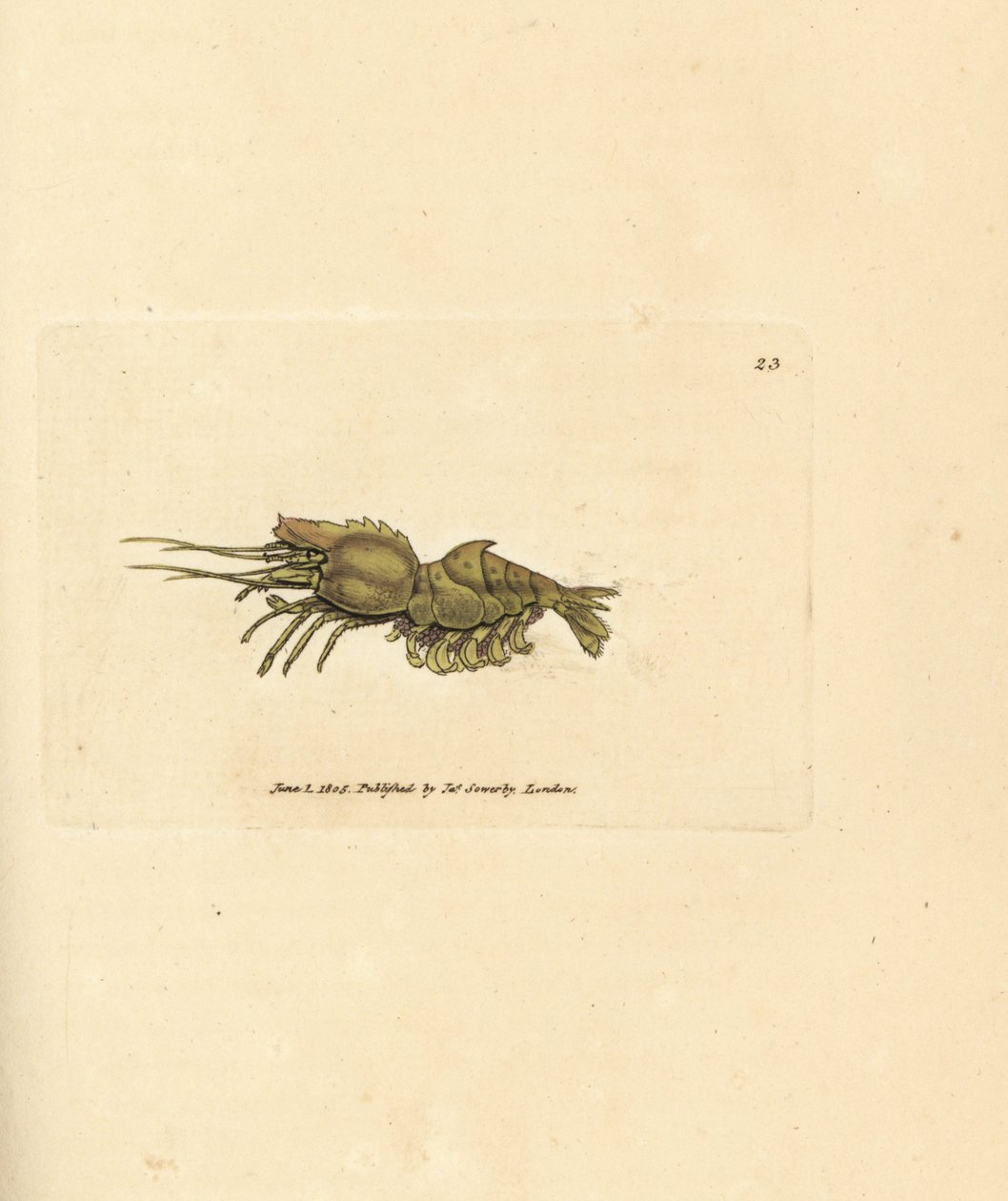 Papağan karidesi, Spirontocaris spinus (Spine destekli karides; Cancer spinus). The British Miscellany'den James Sowerby tarafından elle boyanmış bakır levha gravürü veya yeni, nadir veya az bilinen hayvan konularının renkli figürleri. by James Sowerby