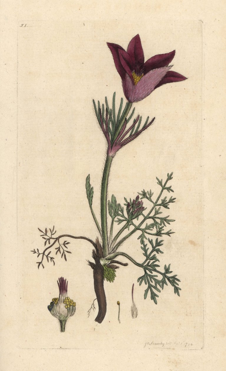 Pasqueflower, Anemone pulsatilla (pulsatille) James Smith's English Botany, Londra'dan James Sowerby tarafından yapılan bir illüstrasyondan sonra elle boyanmış bakır levha gravürü by James Sowerby