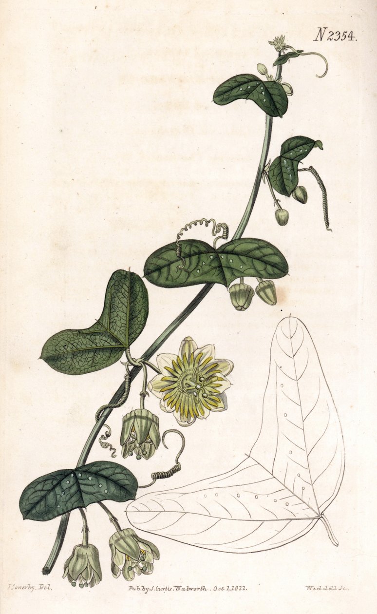 Tutku çiçeği çeşidi - Passiflora biflora (Hilal yapraklı çarkıfelek, Passiflora lunata). Samuel Curtis'in "" Botanical Magazine"," Londra'sından James Sowerby'nin bir illüstrasyonundan sonra Weddell tarafından elle boyanmış  by James Sowerby