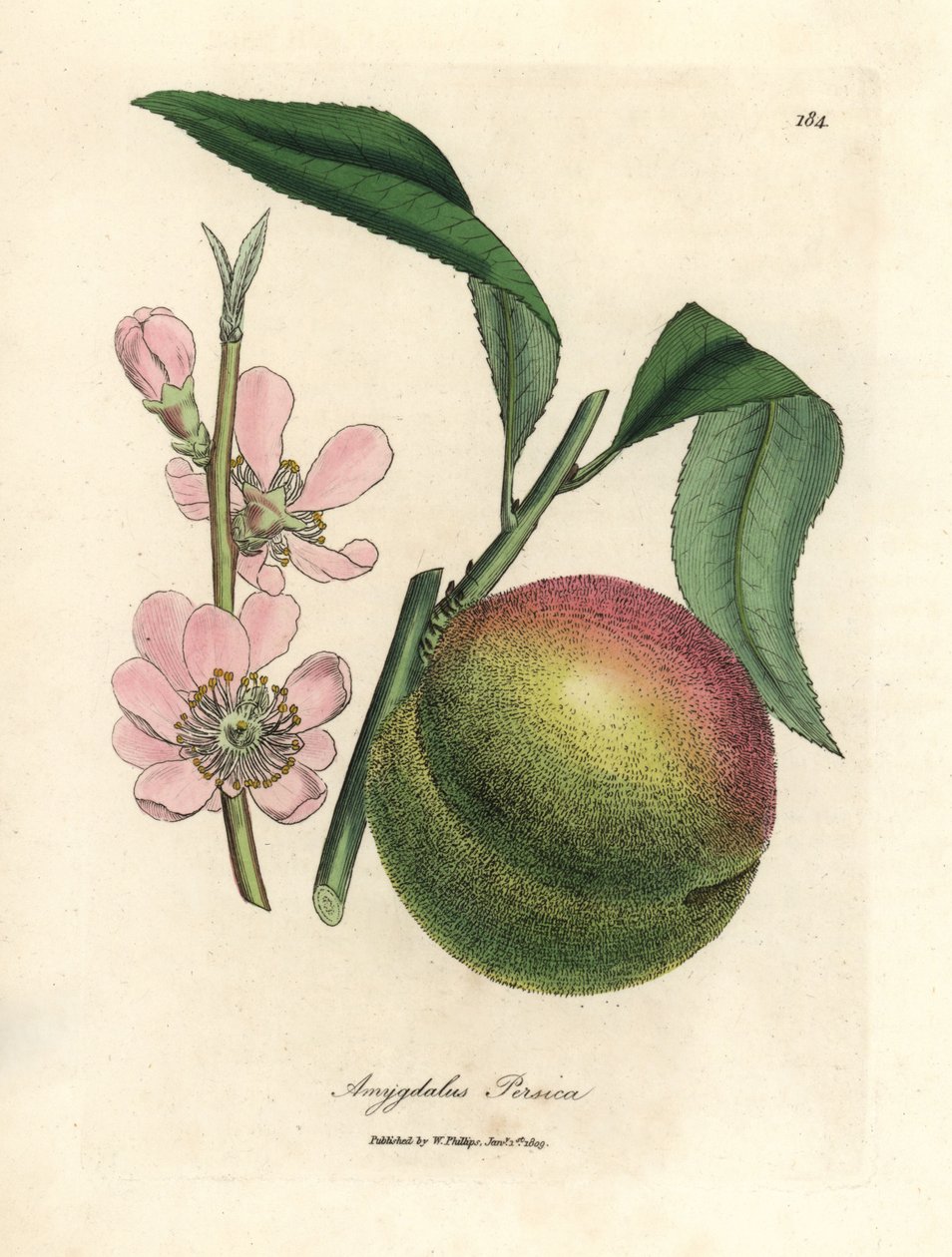 Olgun meyve ve pembe çiçekli şeftali ağacı, Amygdalus persica by James Sowerby