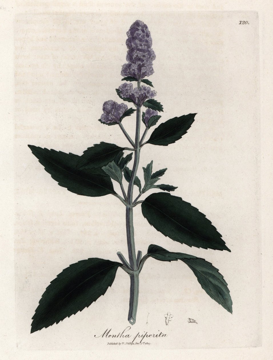 Nane. Botanique Medicinale'de James Sowerby'nin (1757-1822) bir çiziminden elde boyanmış bakır gravür by James Sowerby