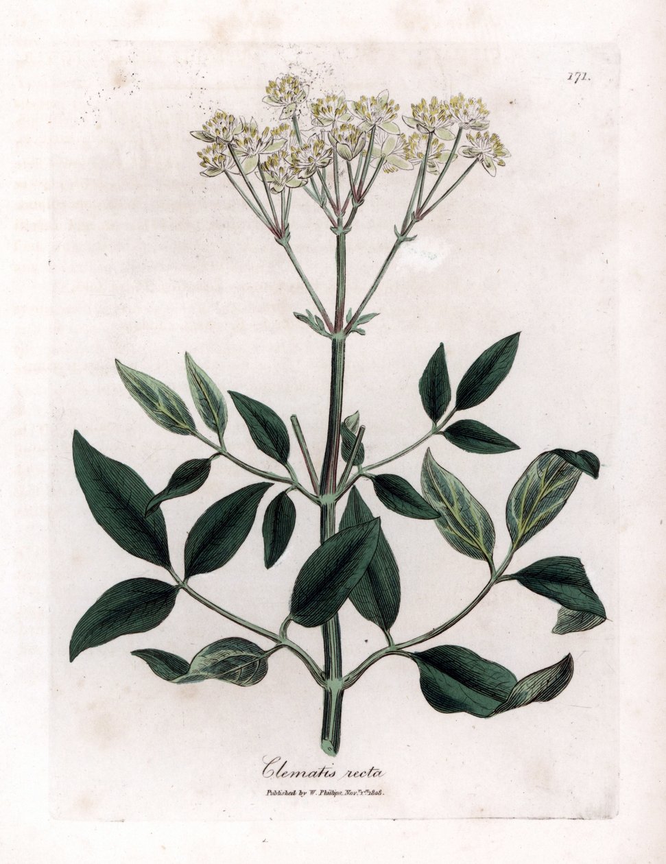 Çok yıllık akasma - Dik bakireler çardak, Clematis recta. William Woodville'den James Sowerby ve Sir William Jackson Hooker'ın “” Medical Botany,” John Bohn, Londra'dan yaptığı bir botanik illüstrasyondan elle boyanmış bakır levha gravürü by James Sowerby
