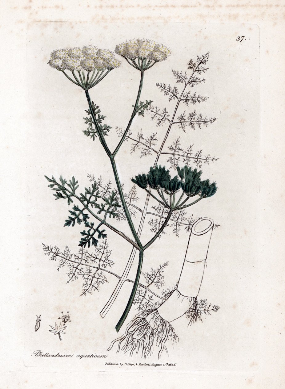 Phellandrium aquatium - İnce yapraklı baldıran otu, Phellandrium aquatium. William Woodville'den James Sowerby ve Sir William Jackson Hooker'ın "" Medical Botany"," John Bohn, Londra'dan yaptığı bir botanik illüstrasyondan e by James Sowerby