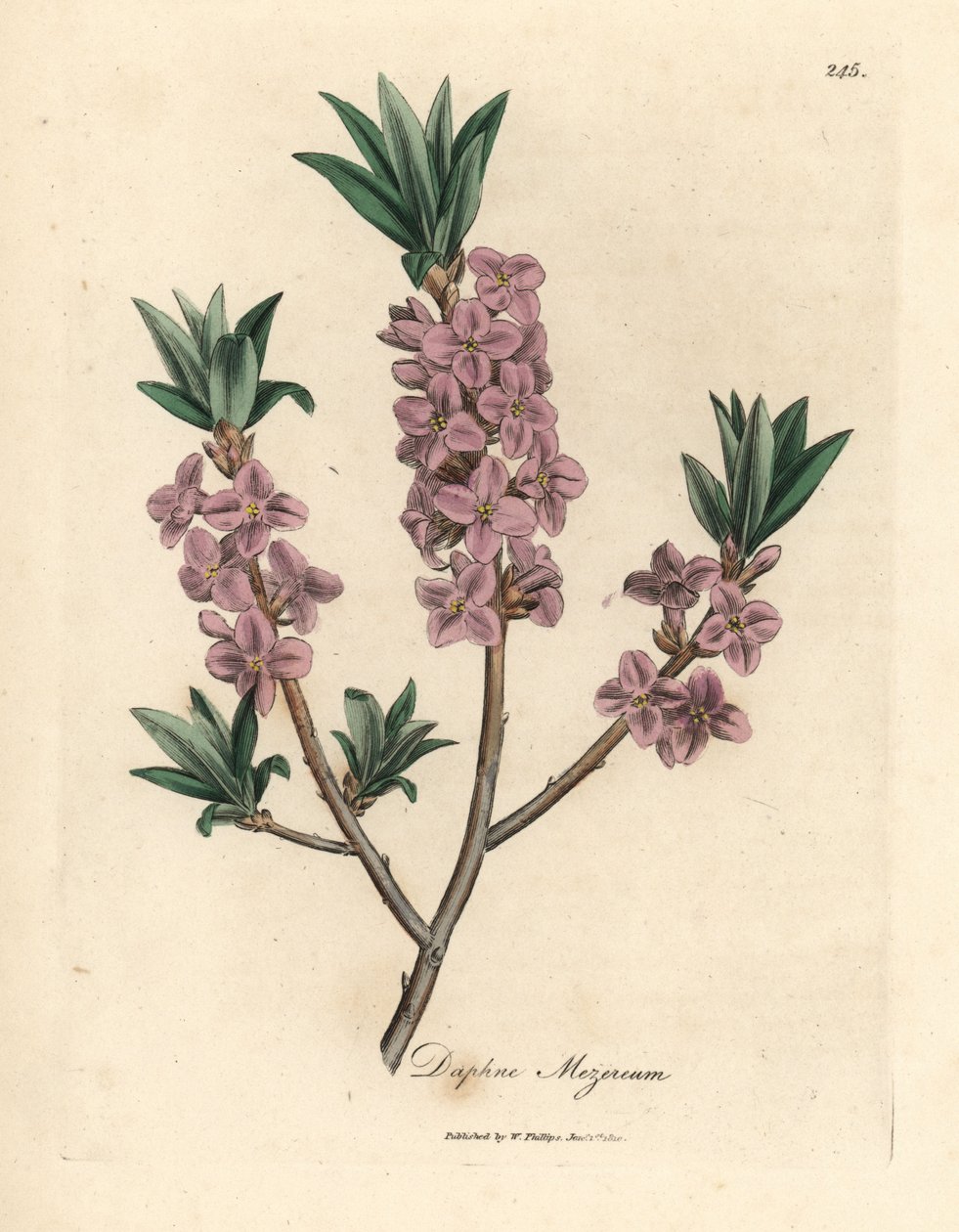 Pembe çiçekli mezereon, Daphne mezereum by James Sowerby