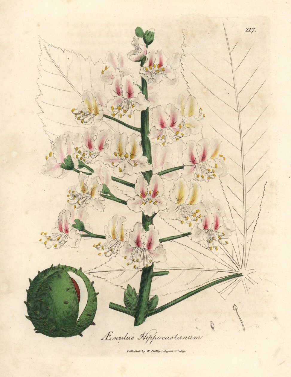 At kestanesi ağacının pembe çiçeği ve meyvesi, Aesculus hippocastanum by James Sowerby