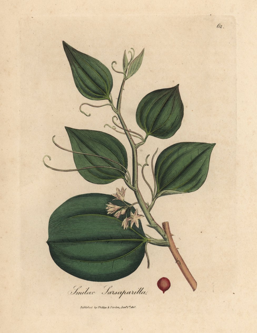 Pembe çiçekli ve sarsaparilla meyvesi smilax, Smilax sarsaparilla by James Sowerby